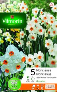 Narcisse Tazetta Geranium (x5)